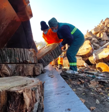 Amendă de 100 de ori mai mare pentru cei care taie ilegal copaci în Bucureşti