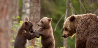 Diana Buzoianu: Hrănirea urşilor, sancţionată cu amenzi cuprinse între 10.000 şi 30.000 de lei