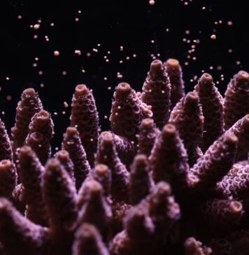 Canon lansează un proiect revoluționar de conservare a recifelor de corali