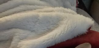 Pisica Jessy, vedeta Primăriei Sectorului 6, nu îl va urma pe Ciprian Ciucu la Primăria Capitalei