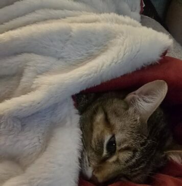 Pisica Jessy, vedeta Primăriei Sectorului 6, nu îl va urma pe Ciprian Ciucu la Primăria Capitalei