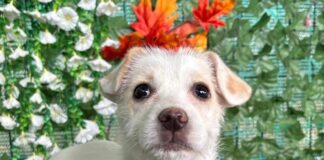 ASPA București participă cu cinci căței la evenimentul Paw Luck Christmas Party de pe 10 decembrie