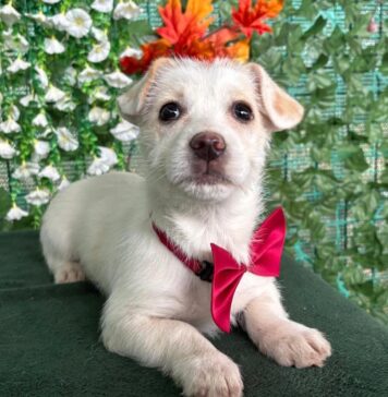 ASPA București participă cu cinci căței la evenimentul Paw Luck Christmas Party de pe 10 decembrie