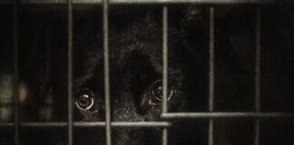 Cazul Kimba și costul violenței: cum sunt gestionați câinii din România, în pragul unei luni critice