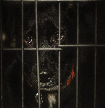 Cazul Kimba și costul violenței: cum sunt gestionați câinii din România, în pragul unei luni critice