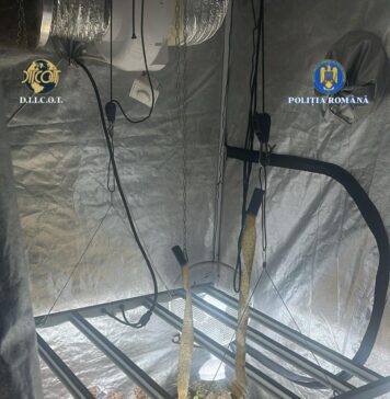Bărbat de 34 de ani, din Ilfov, cercetat pentru trafic de droguri de risc