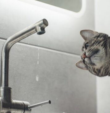 Mai multe străzi din București rămân fără apă rece