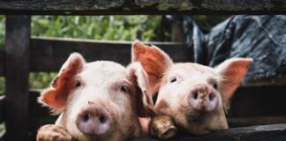 INSP subliniază importanța testării cărnii de la animalele sacrificate în gospodării