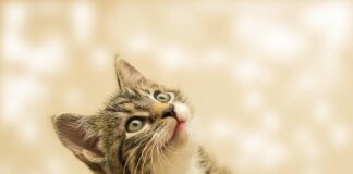 Locuitorii Sectorului 2 pot solicita instalarea de adăposturi pentru pisicile comunitare