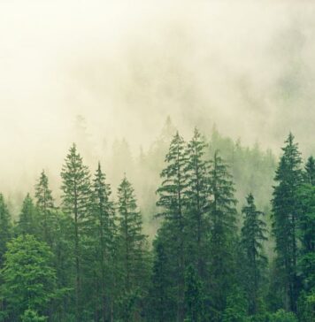 Romsilva to plant approximately 2.8 million forest seedlings in the autumn afforestation campaign