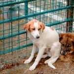 Obligații suplimentare pentru proprietarii de câini. Un proiect legislativ propune limitarea timpului în care animalele pot fi legate