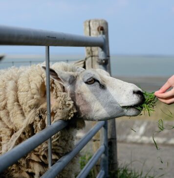 România livrează, în premieră, ovine în Algeria cu avioane