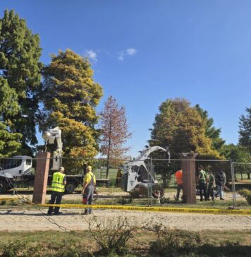 FOTO/VIDEO Un chiparos de aproape 100 de ani a fost salvat în Parcul Herăstrău. Arborele era în pericol după surparea malului